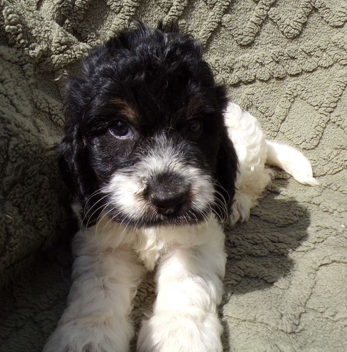 Cockapoo F1 , prześliczna, unikalna  sunia biało/ czarna, maleńka