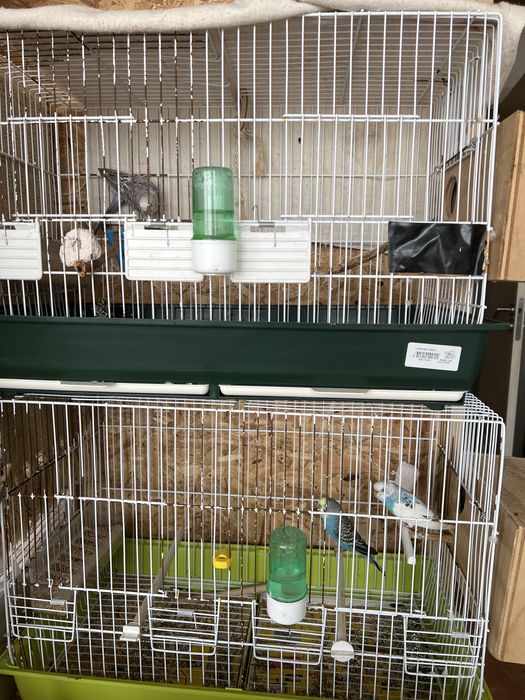 Vendo periguitos e gaiolas