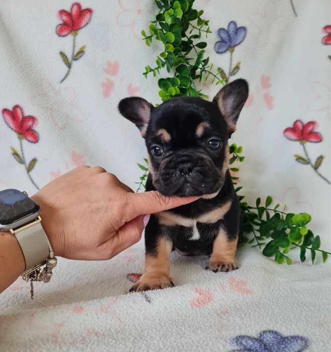 Excelente menino Bulldog/Bouledogue Francês de Qualidade