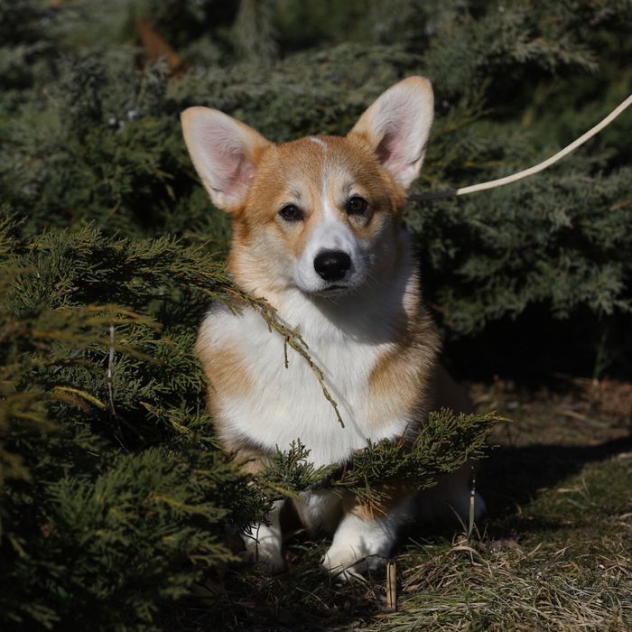Чарівна красуня _Юна