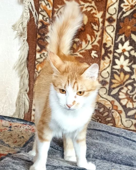 Отдам рыжую пушистую кошку, стерилизована, 1 год