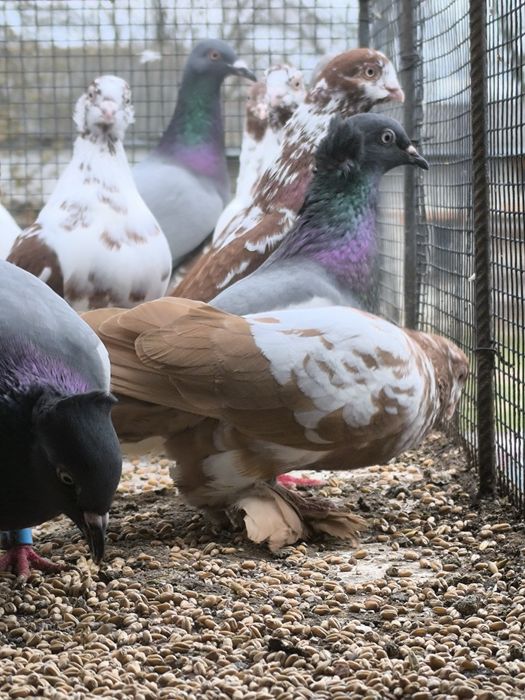 Wiedyn żółty samiec