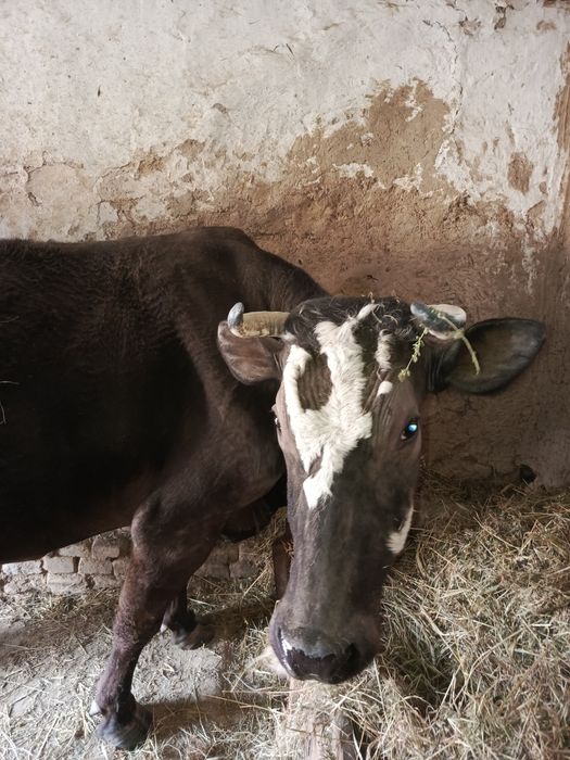 Продається справжня годувальниця! 
Продам чудову молочну корівку.