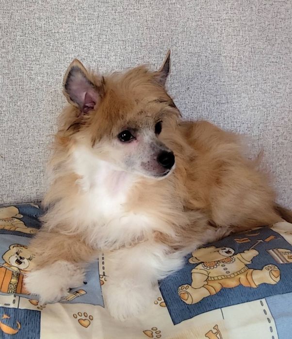 Щастя в дім китайська хохлата