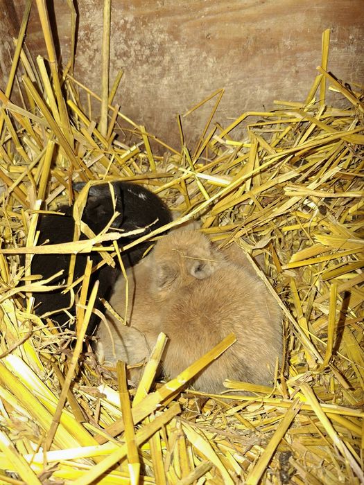 Króliczki karzełki teddy mini