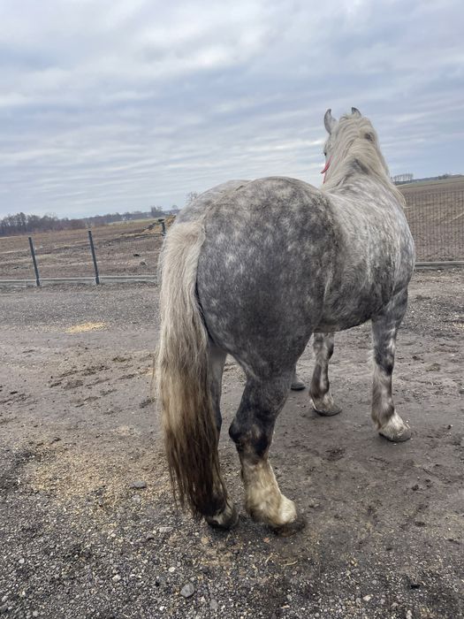 Witam sprzedam klacze