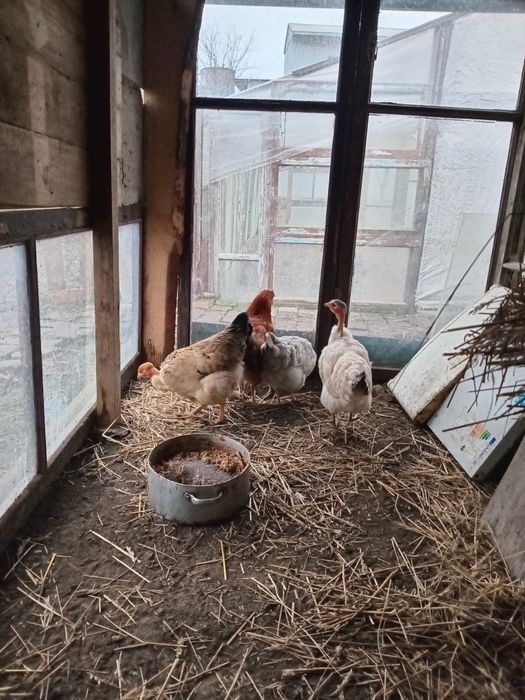 Молоді курочки ...