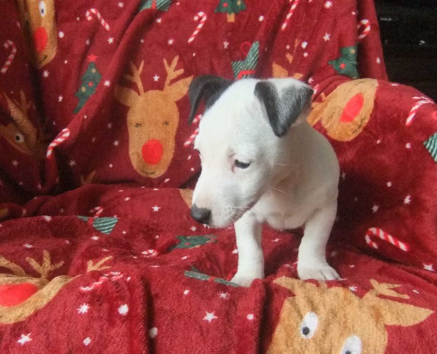 Jack Russel Terrier cachorro de grande qualidade