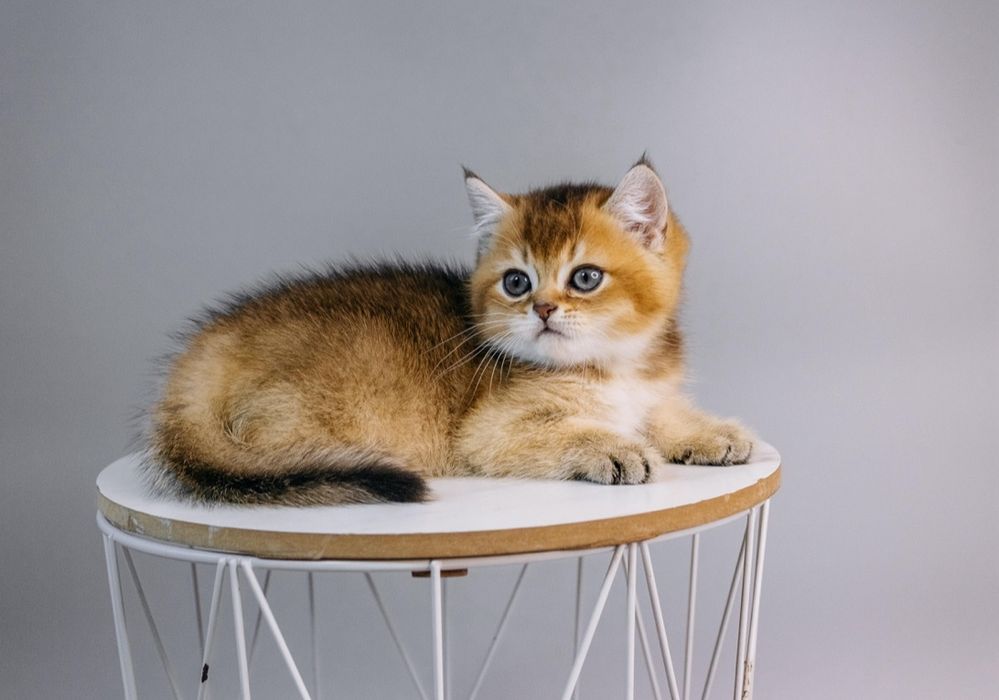 Шотландський котик золота шиншила.