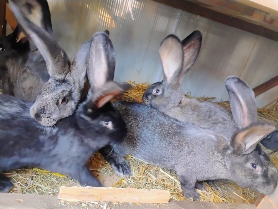 Olbrzym belgijski samce i samice