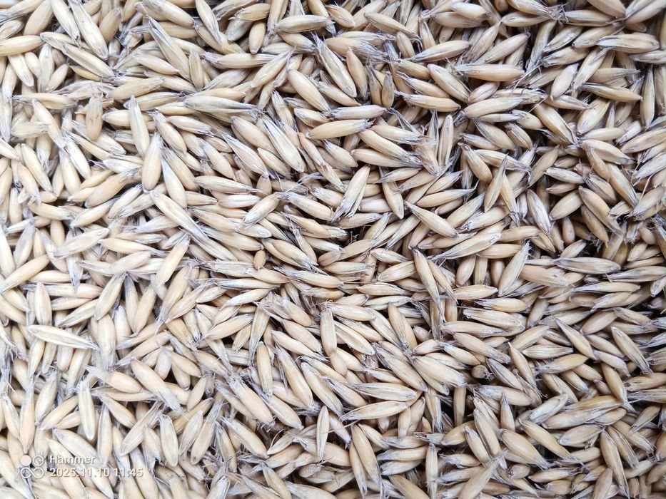 Owies czyszczony, opałowy, paszowy