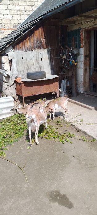 Продається коза з козенятами