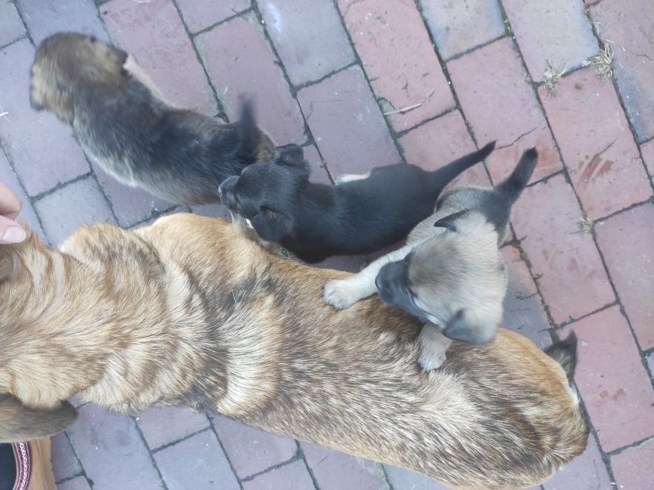 Szczeniaczki kundelka