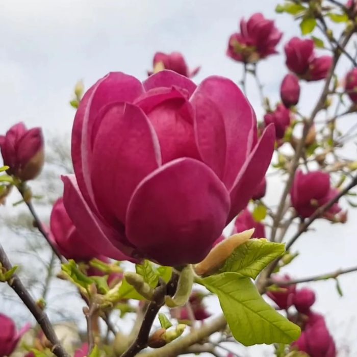 Магнолія Дженні (magnolia genie)