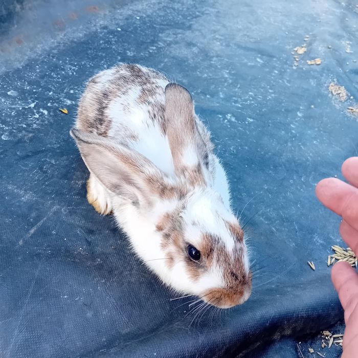 Sprzedam samce królika rex trójbarwny