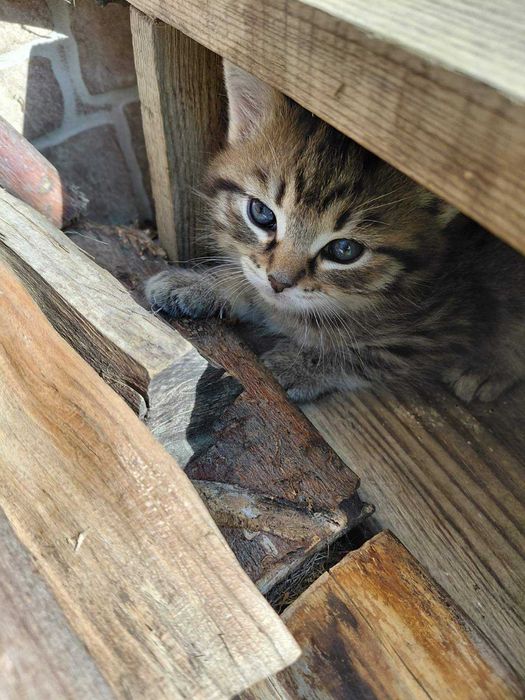 Котик кошеня хлопчик в добрі руки