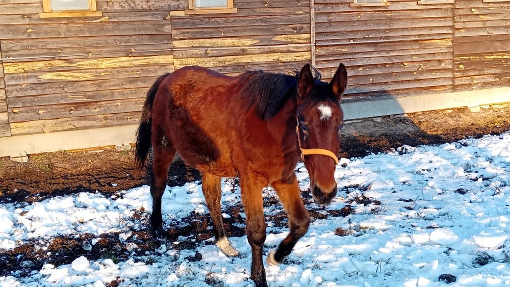 Ogier ślaski Diament po Derkosie