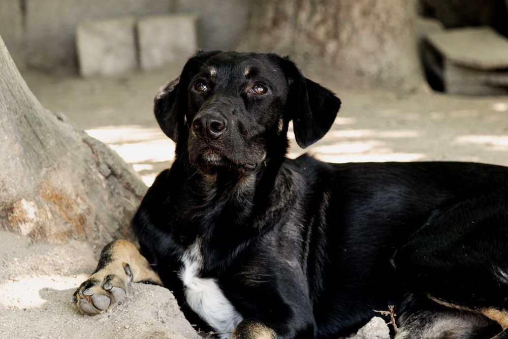 FRODO - Cãozinho para Adoção