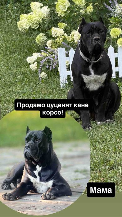 Цуценята Кане-Корсо