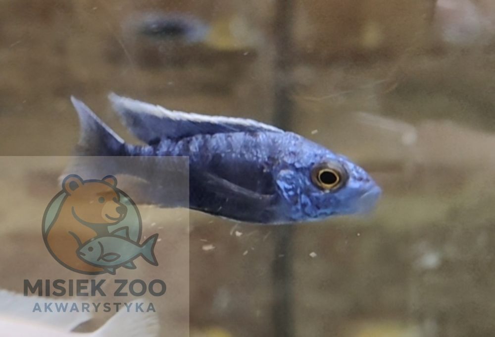 MISIEKZOO Pyszczaki - Aulunokary Niebieskie / w ofercie 25 gatunków