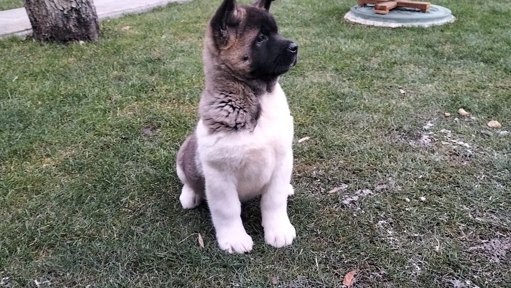 Акіти Американські