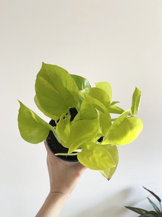 Conjunto duas plantas