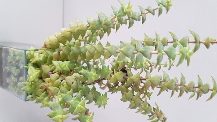 Suculentas - CRASSULA ovata / CRASSULA perforata e KALANCHOE tomentosa