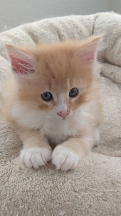 Gatinho Bosques da Noruega