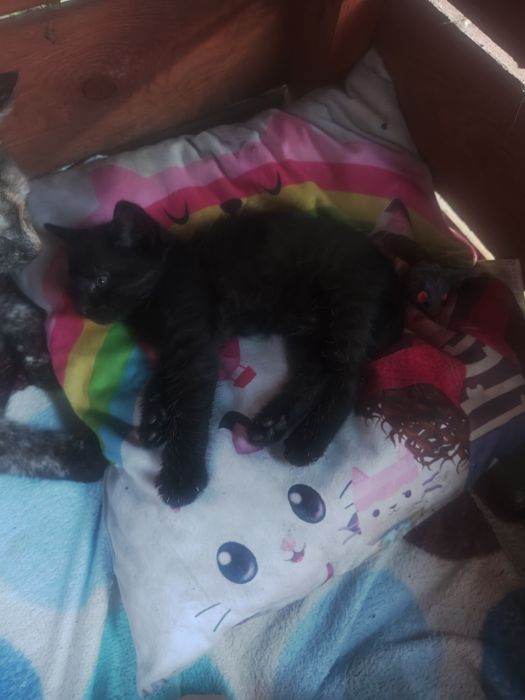Oddam czarna kotkę w dobre ręce