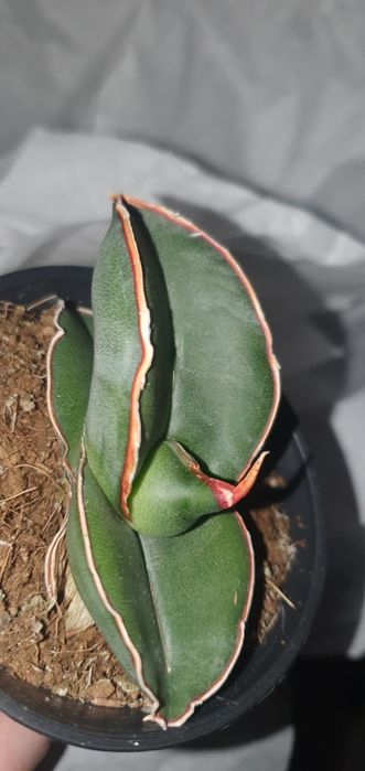 Сансевієрія Banana Банан