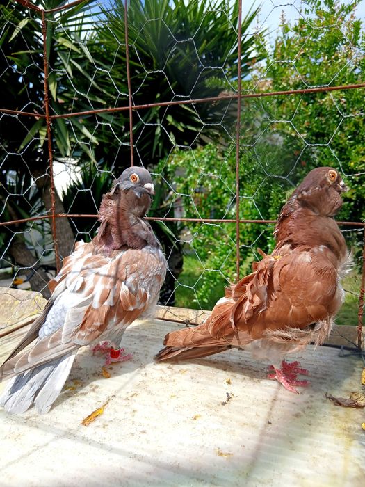 Pombos chorreras
