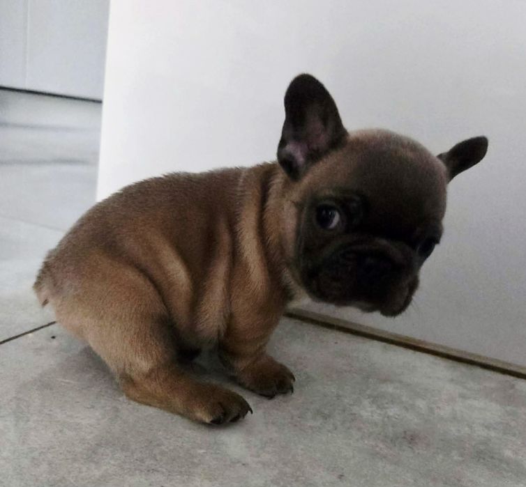 Buldog francuski sunia