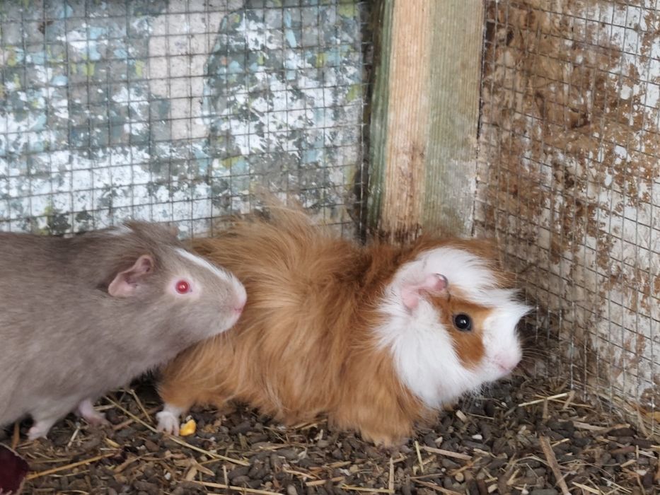 Świnki morskie polecam