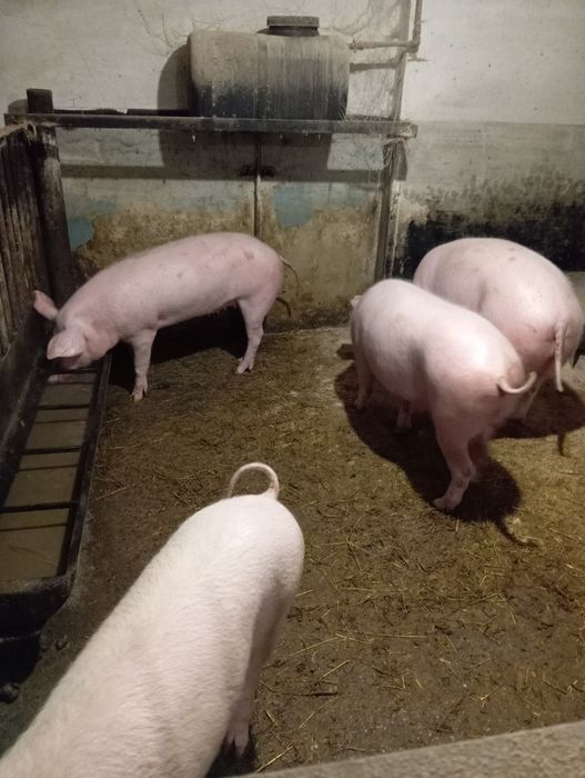 Продам паштет домашній