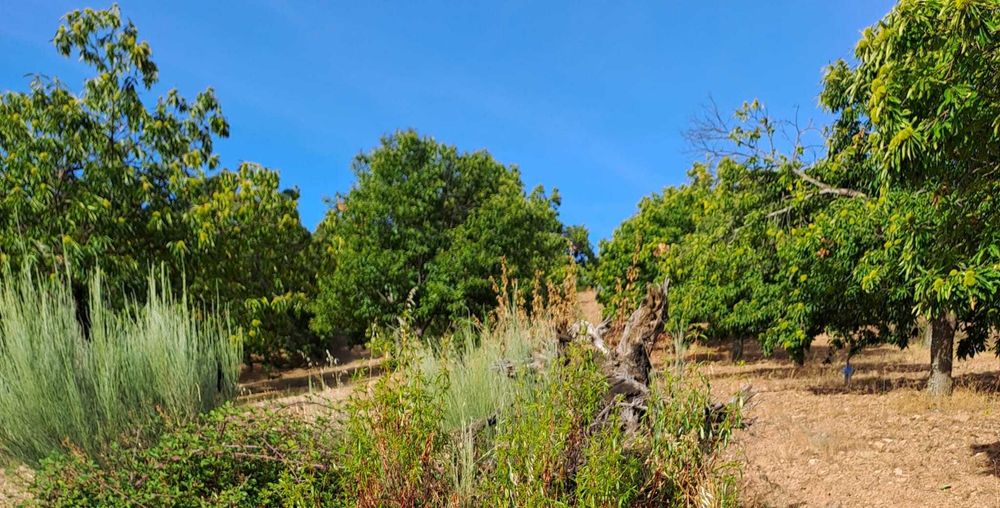 Vende-se Terreno com castanheiros (7 hectares) - Bragança