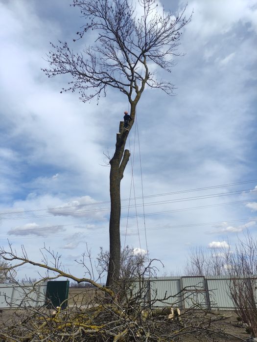 Зрізання Дерев ,Зрізка Дерев