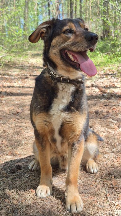 Fred - Delikatny piesek szuka domu  / do adopcji