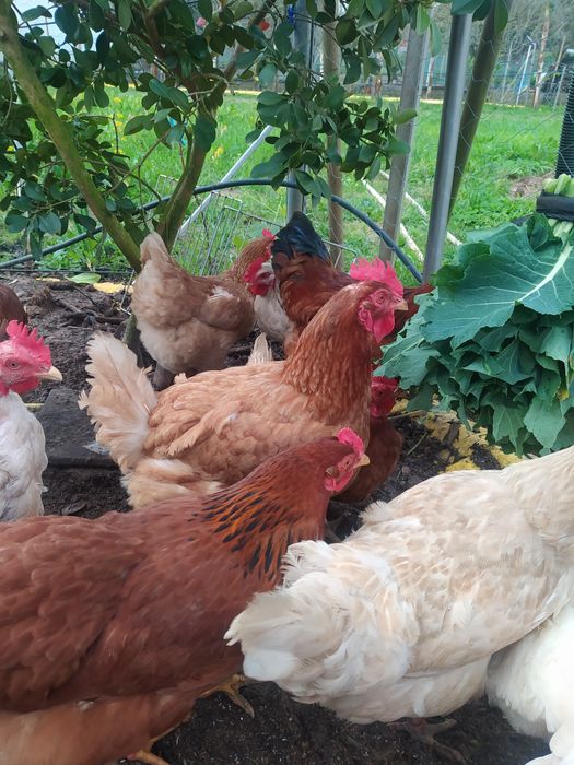 Galos Galinhas vivos Caseiros