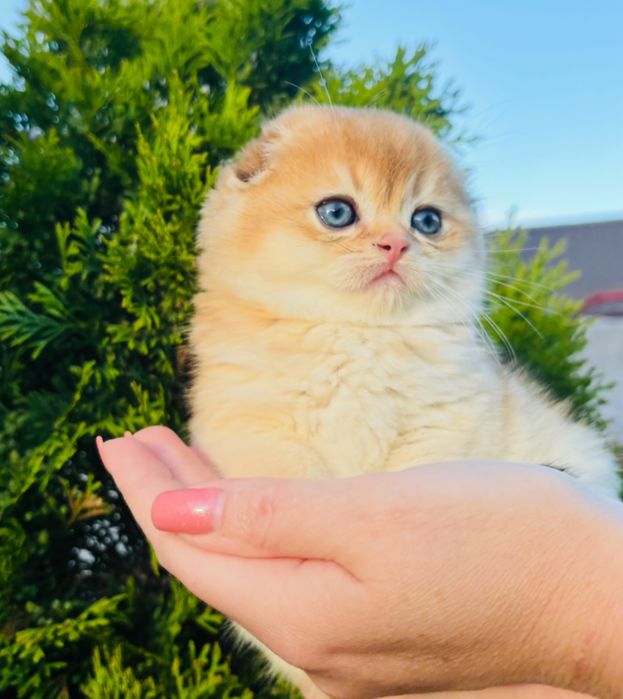 Вислоухий хлопчик золота шиншила