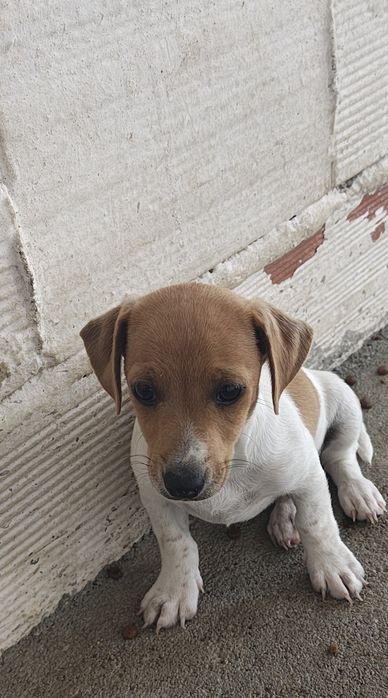 Jack Russell terrier macho puro