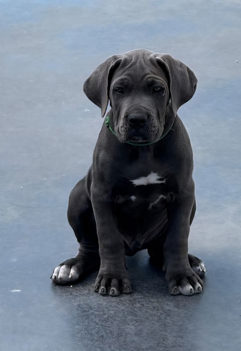 Cane Corso Italiano
