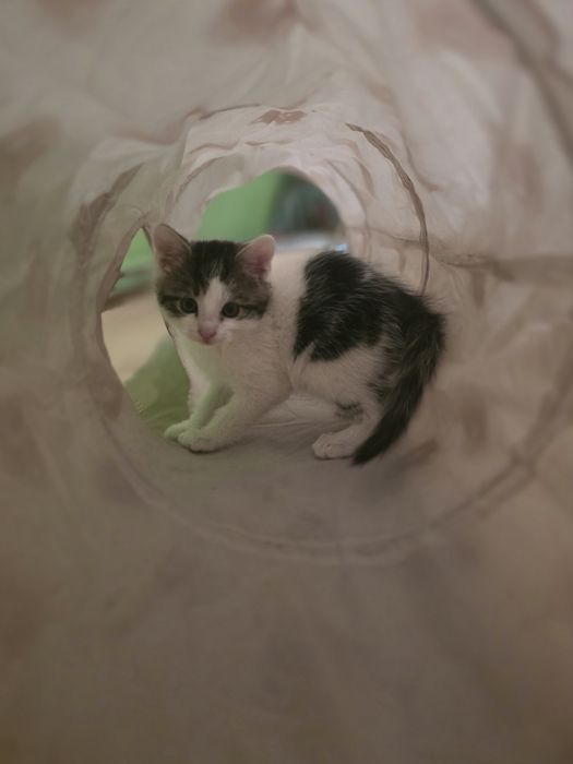 Kociaki do adopcji