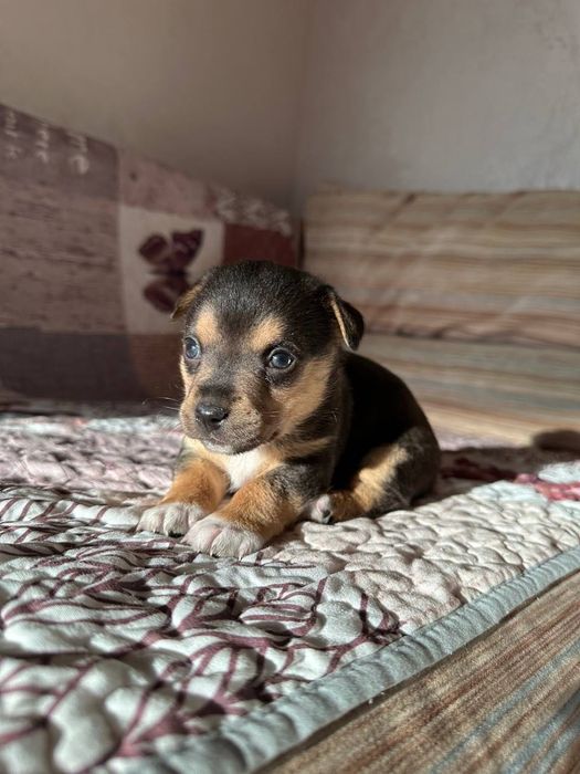 Щенята безкоштовно