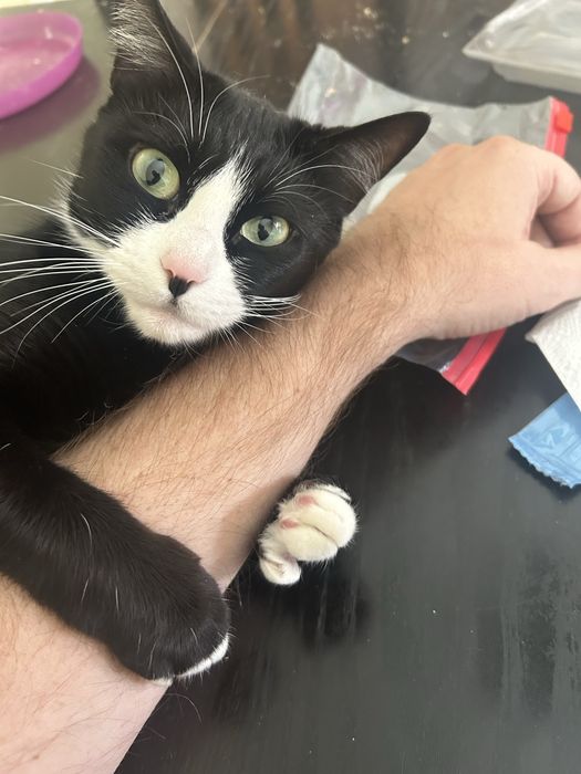 A Mavis, uma Gata especial!