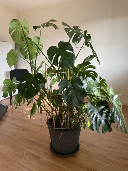 Duża okazała monstera