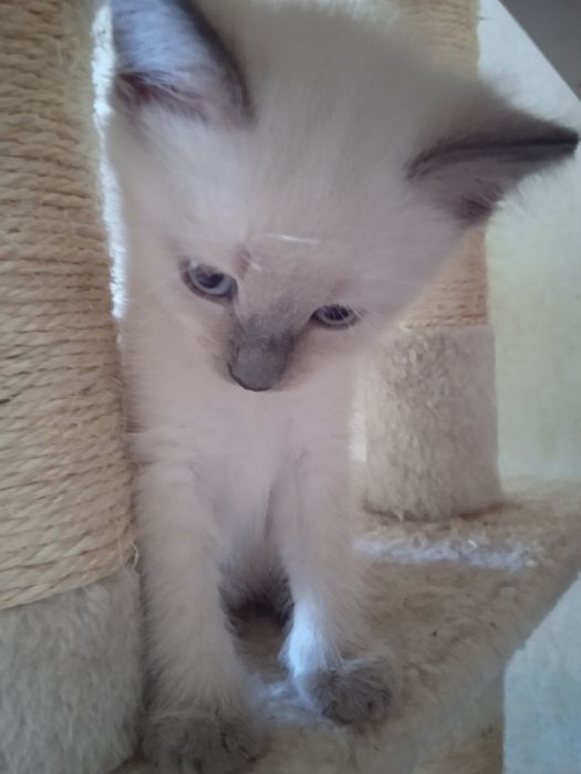 Сіамські кошенята, 3  місяці , хлопчики,  дівчинки.