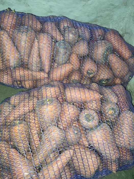 Морква домашня (Абако, Оленка)