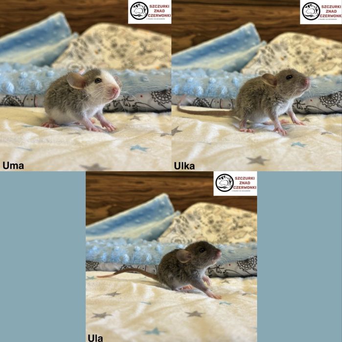 Piękne szczurki dumbo rex i standard miot U szczur szczury szczurki