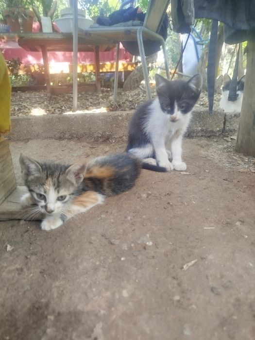 Dou gatinhos para família responsável.