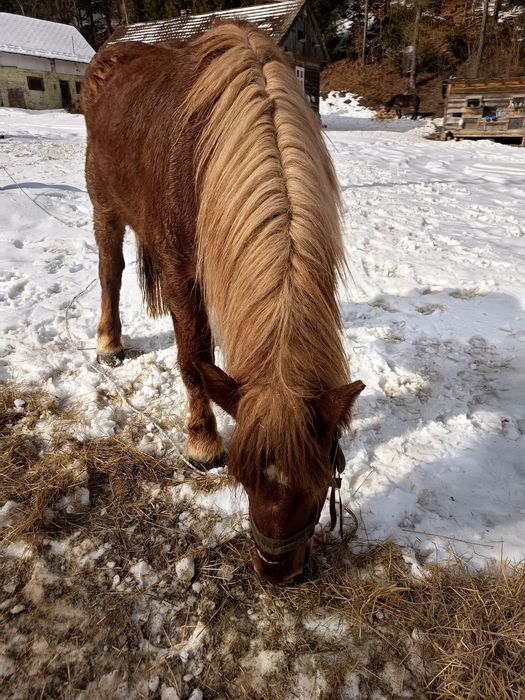 Ogier Sztum zimnokrwisty